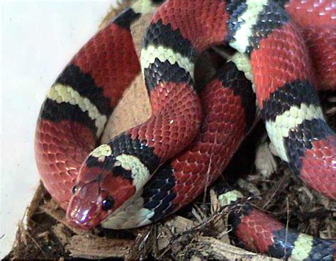 Evade obstacles and wiggle as far, as you can! Kingsnake - Wikipedia