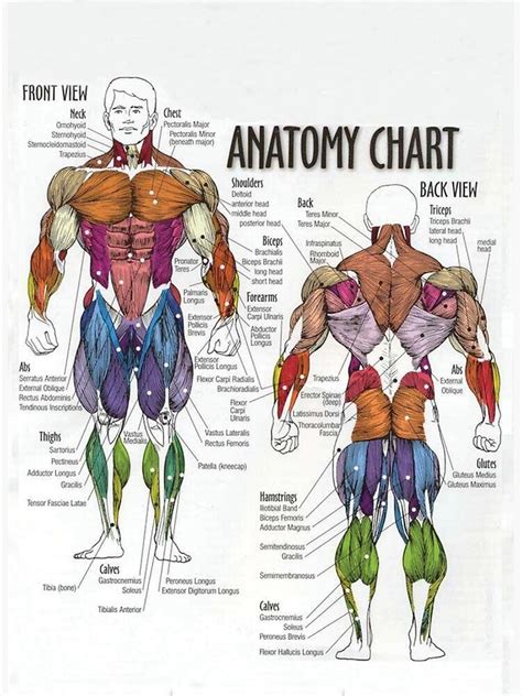 Muscle and anatomy are two words that are often heard when you are studying science. "Anatomy Chart - Muscle Diagram" Sticker by superfitstuff ...
