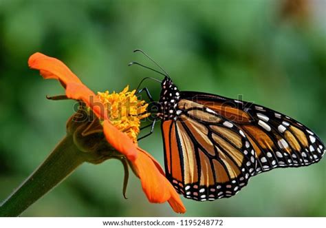 Monarch Butterfly On Tithonia Diversifolia Mexican Stock Photo