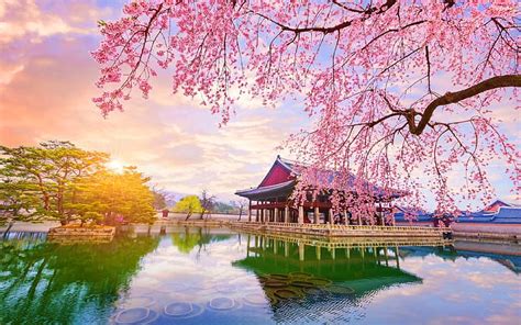 Hd Wallpaper Nature Trees South Korea Cherry Blossom Reflection
