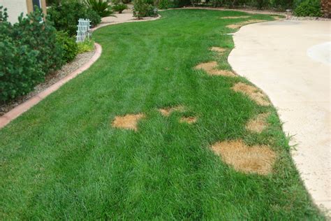 Xtremehorticulture Of The Desert Summer Brown Dead Spots