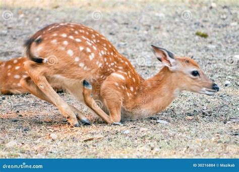 Baby Sika Deer Stock Images Image 30216884