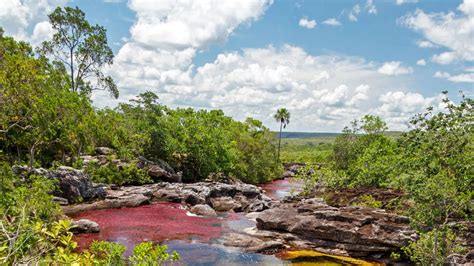 Le Caño Cristales La Rivière Aux Cinq Couleurs En Colombie