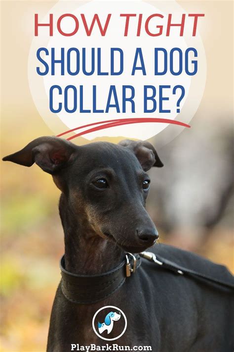 We often get asked how to work out what size collar is suitable for our customers' cats and, more specifically, how tight should a cat collar be and how should it be adjusted for the best and safest fit. How tight should your dog's collar be? What about width ...