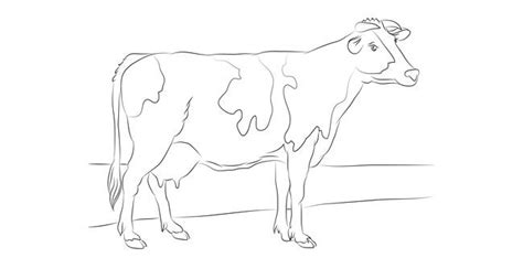 Cow Template Animal Templates Free And Premium Templates