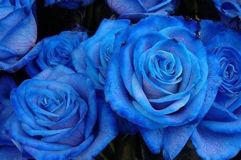 However, there are some types of naturally blue flowers that are stunning to look at. Blue Roses | Rambo Aggro International | Manufacturer in ...