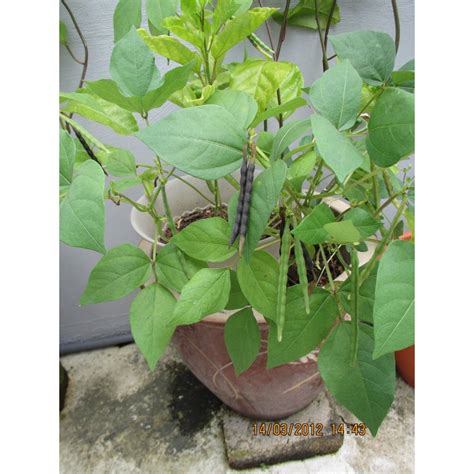 Percubaan pertama menanam kacang soya pada batas.benih online dari sunshine product trading. Akar Pokok Kacang Tanah - AKARKUA