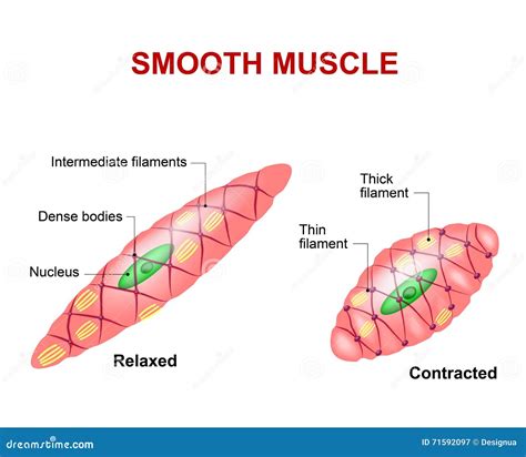 Anatomy Of Smooth Muscle