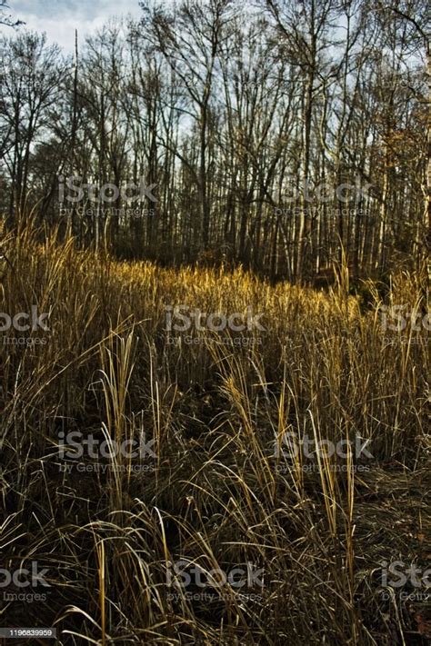 Yellowing Grass In Front Of Forest Stock Photo Download Image Now