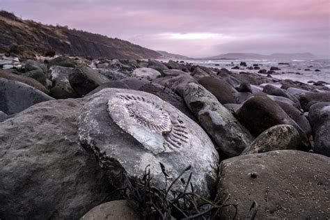 In 1840s england, palaeontologist mary anning and a young woman sent by her husband to convalesce by the sea develop an intense relationship. Ammonite Streaming Uk / I Found An Ammonite I Was Taking A ...