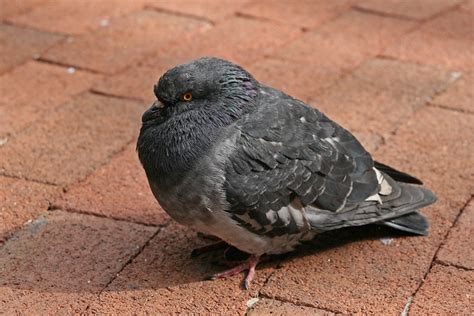 Fat Pigeon Flickr Photo Sharing