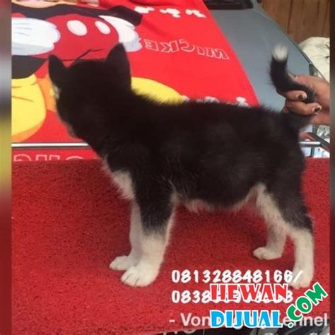 But some people are at higher risk of serious illness, so. Dijual Siberian Husky Betina Stambum Sudah Vaksin ...