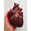 Realistic Human Heart Life Size  Anatomical Silicone