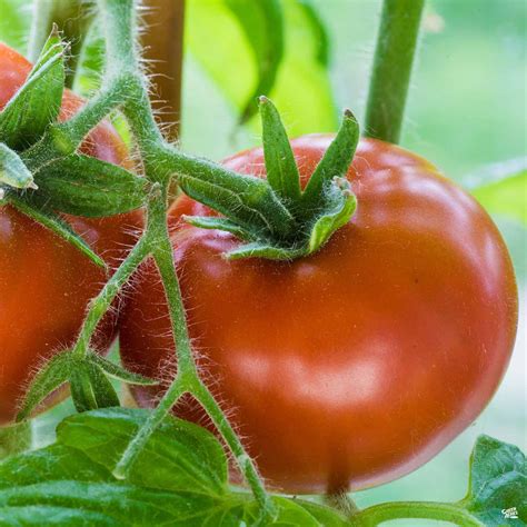 Tomato Shady Lady — Green Acres Nursery And Supply