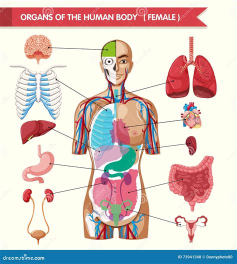 Anatomia Corpo Umano