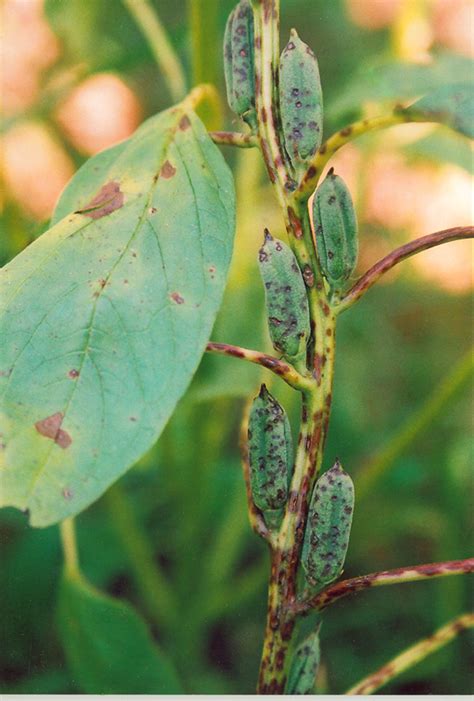 AGRICULTURE: SESAMUM DISEASE PHOTO GALLERY