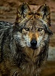 Subspecies of Gray wolf(Canis lupus). Photo by Paulo Peres. | Wolf dog ...