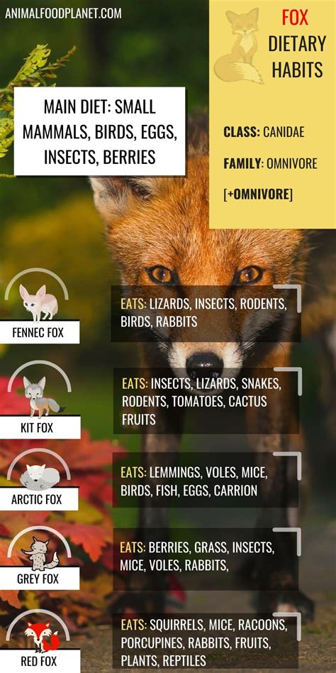 Do Foxes Eat Small Dogs