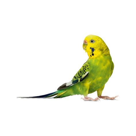 High Quality Budgerigar Png Images
