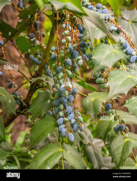 Chinese Mahonia Fruit In Summer Hi Res Stock Photography And Images Alamy