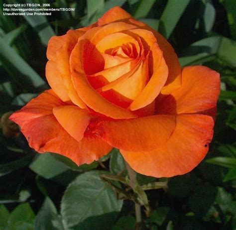 Plantfiles Pictures Hybrid Tea Rose Tropicana Rosa 12 By Tbgdn