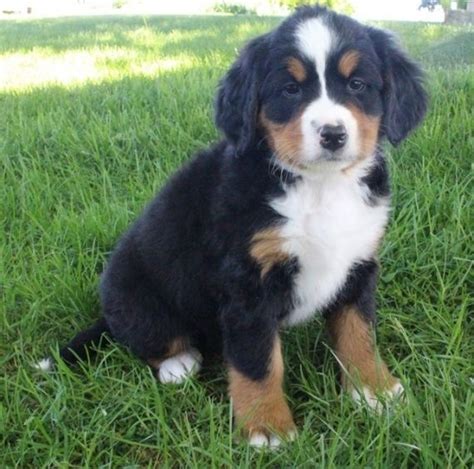 Mini Bernese Mountain Dog Puppies For Sale Gabby Bernese Mountain