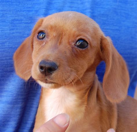 How to pick a right puppy are you planning to bring home a cute, innocent creature to play with your kids and to whom you can adore equally like. Penelope's puppies are ready for adoption!