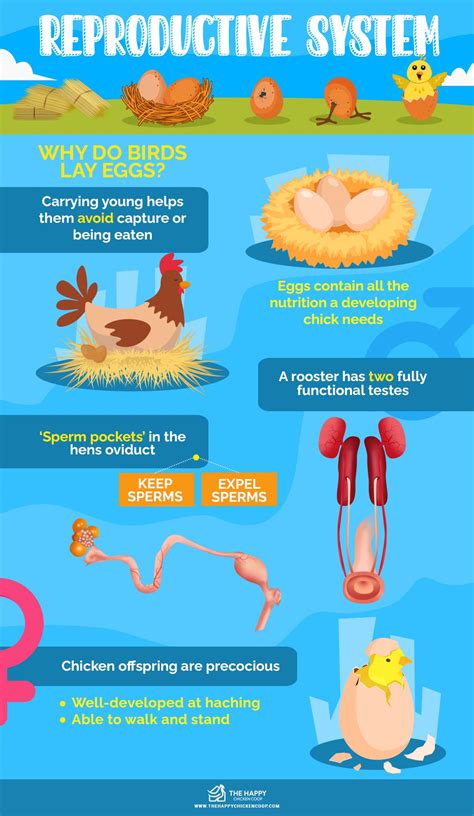 Chicken Anatomy 101 Everything You Need To Know 2022