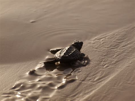 Beaches Are Becoming Safer For Baby Sea Turtles But Threats Await Them