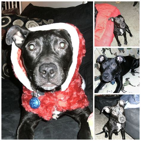 Foster pet outreach always spay or neuter your pets. ADOPTED 1.11.15! Claire is a 6 month old puppy that's ...