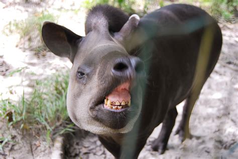 Tapir Teeth