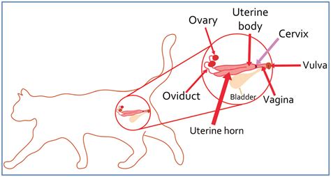 Female Cat Genitalia Diagram