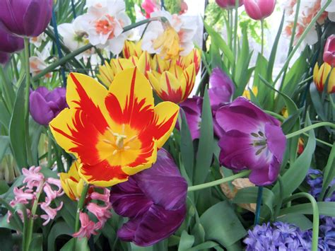 We did not find results for: Purple and yellow and orange flowers image - Free stock ...