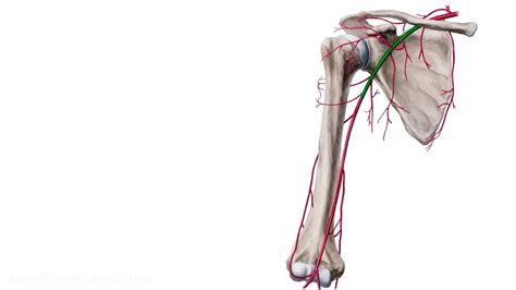 Axillary Artery Definition Branches And Anatomy Human Anatomy