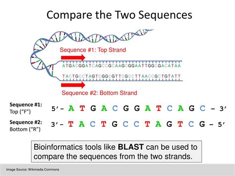 Ppt Lesson Analyzing Dna Sequences And Dna Barcoding Powerpoint