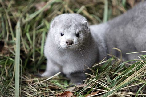 Dead Minks Culled In Denmark Over Covid Rise From Graves