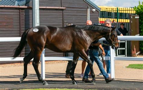 doncaster premier yearling sale 2022