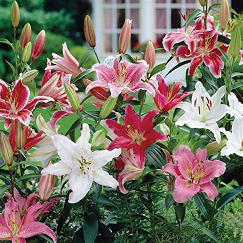 Top 7 Asiatic Lily Bulbs Flower Plants And Seeds Mallfive
