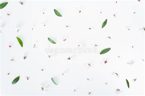 Little White Floral Buds And Green Leafs Stock Photo Image Of Love