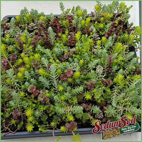 It stays full and lush throughout the year. SedumSod® Mini Mats | Ground cover, Sedum ground cover, Sedum