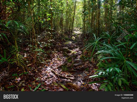 Trail Rainforest Bako Image And Photo Free Trial Bigstock