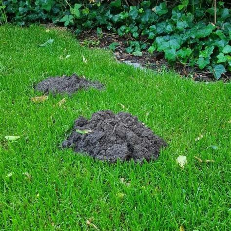 Small Holes In Lawn Overnight What S Digging Up Your Lawn At Night