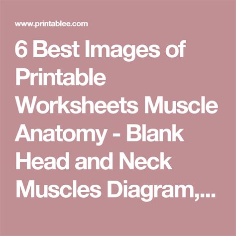 6 Best Images Of Printable Worksheets Muscle Anatomy Blank Head And