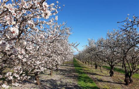 Willunga Almond Blossoms | In Bloom Now | Aug 2020 - Play & Go