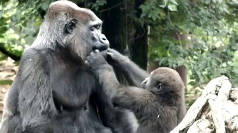Gorilla Baby And Female Gorilla Toto ゴリラの赤ちゃんと雌ゴリラ（トト）。 Youtube