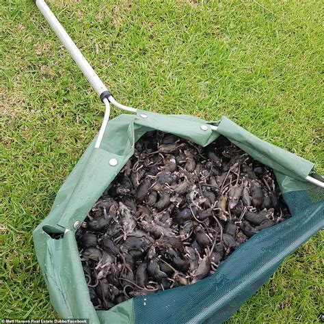 Heavy rains last year brought australian farmers a bountiful harvest after years of drought. Millions of mice and rats invade rural towns in Australia ...