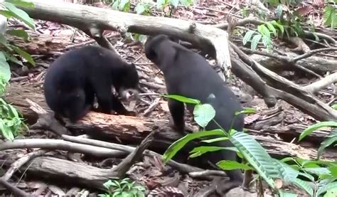 Sun Bears Mimic Each Others Faces Scientists Didnt Expect That The New York Times