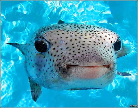 Treknature Puffer Fish Photo Weird Sea Creatures Underwater