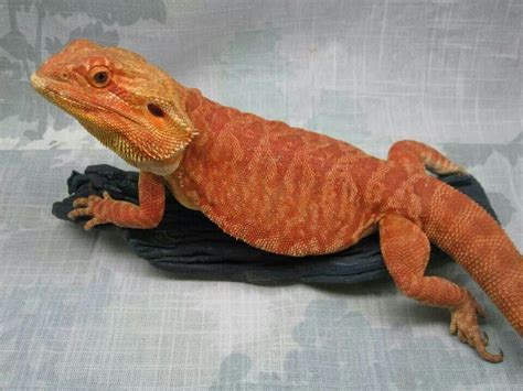 Red Italian Leatherback Sunset Dragons