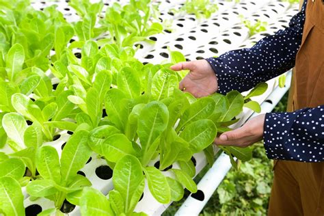 Woman Picking Hydroponic Plants On Water Without Soil Agriculture